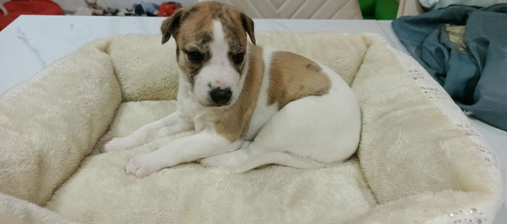 Whippet suczka ZKwP FCI