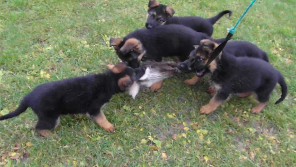 Owczarek Niemiecki Krótkowłosy FCI SZCZENIAK czarny podpalany piesek