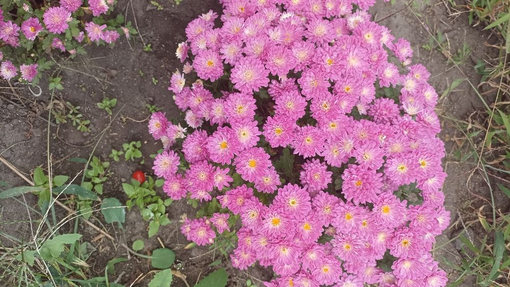 Хризантеми кулеподібні