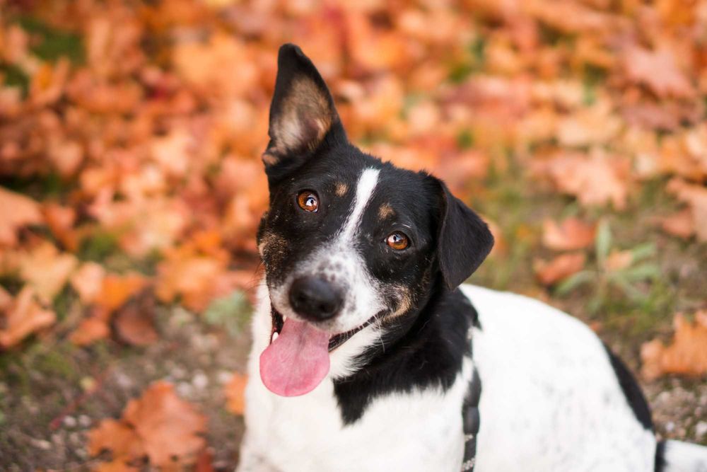 5 letnia Sila do adopcji!