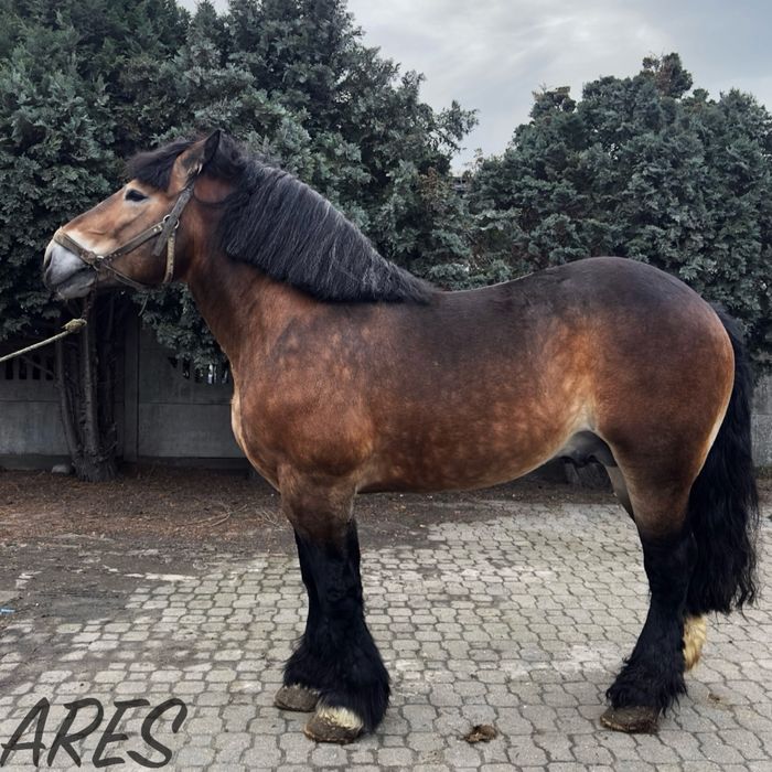 Ogier sztumski zimnokrwisty