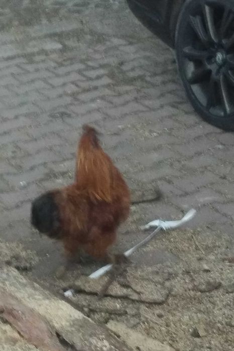 Sprzedam   koguta