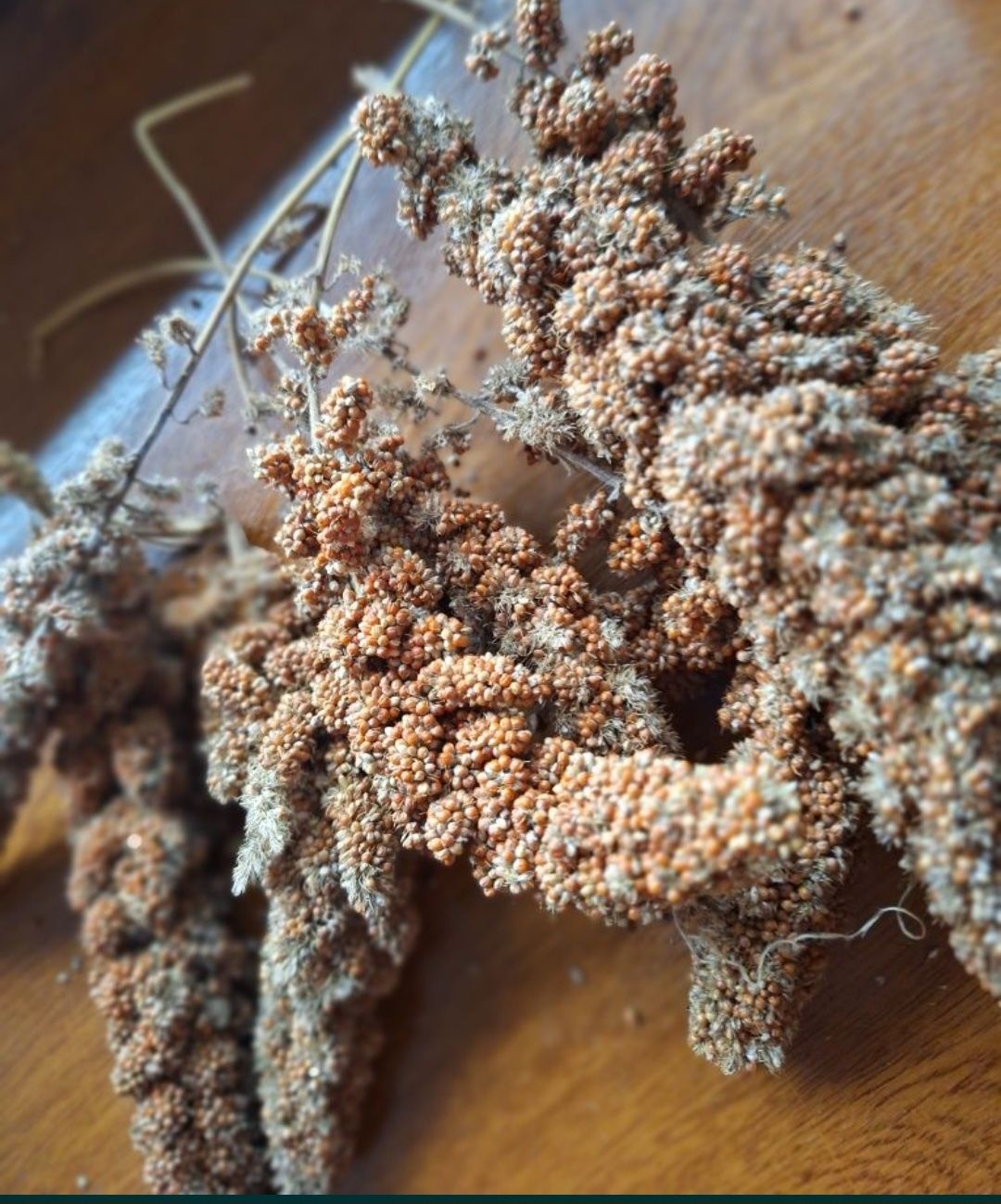 Proso senegalskie Danimo II gatunek 0,5 kg. Pokarm dla papug