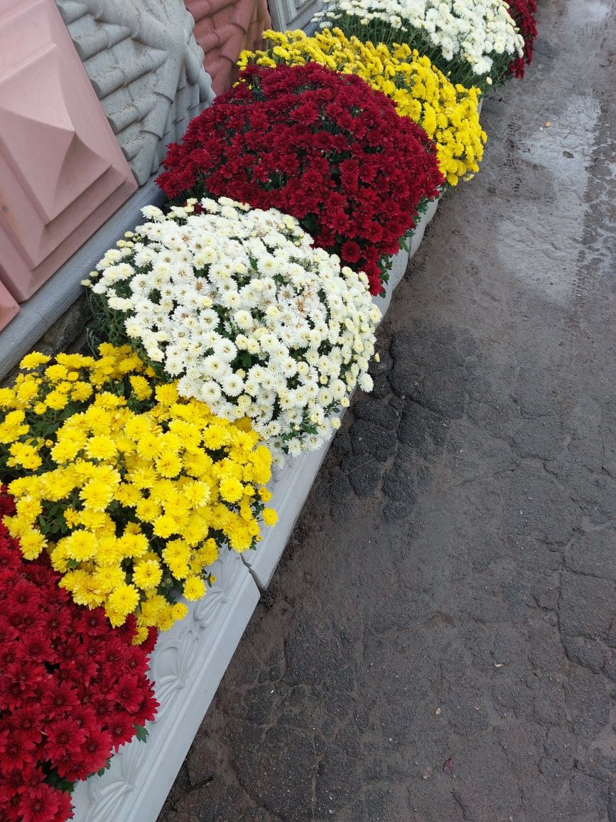 Хризантема  шаровидна мультифлора  червона,жовта,біла