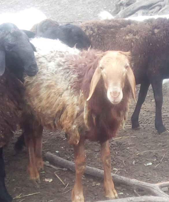 Баран курдючний молодий