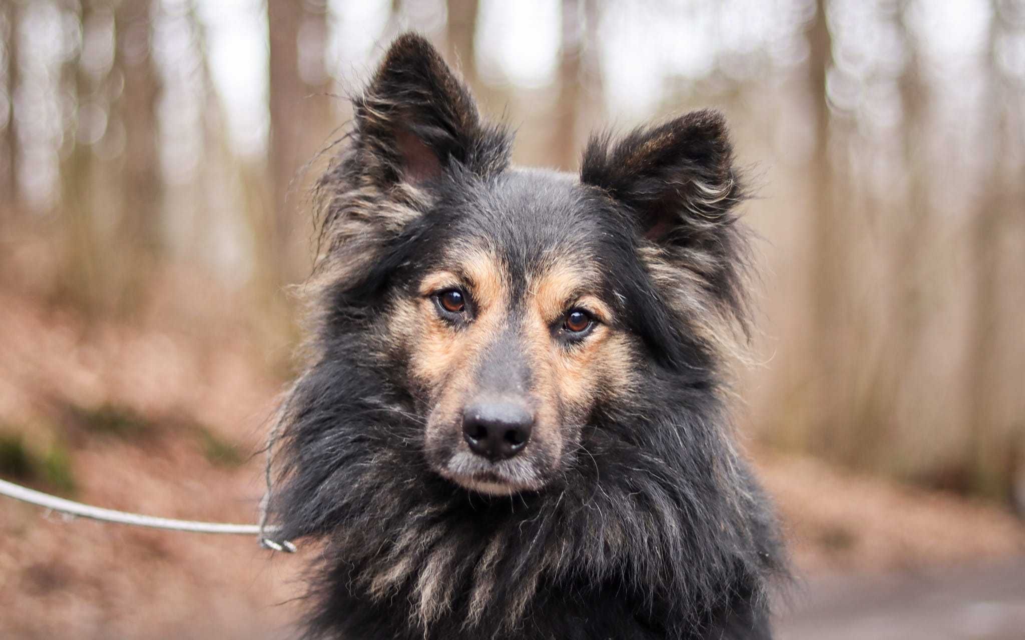 Bardzo grzeczny, śliczny Tabi poleca się do adopcji