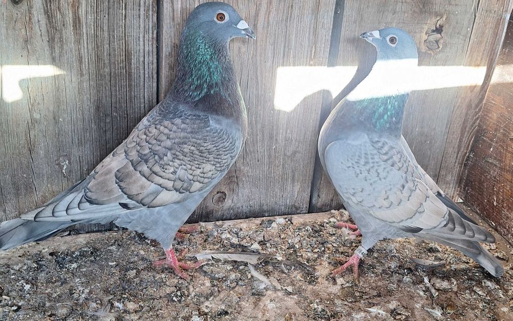 Gołębie pocztowe opalę