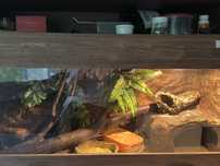 Gekon Lamparci z terrarium