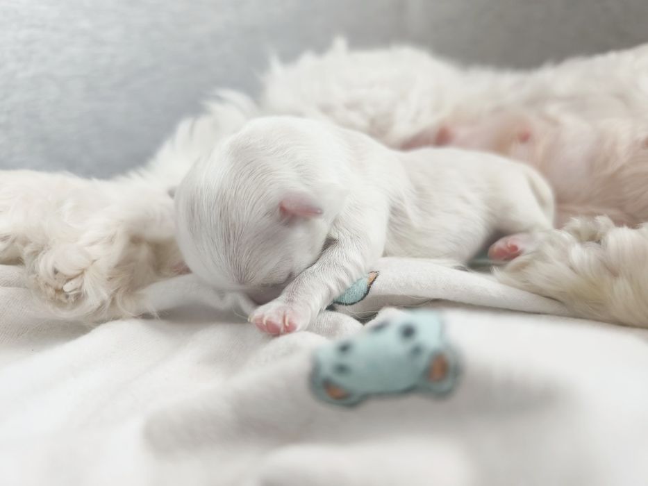 Cudowna sunia maltańczyka