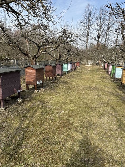 Ule z wyposażeniem bez pszczół