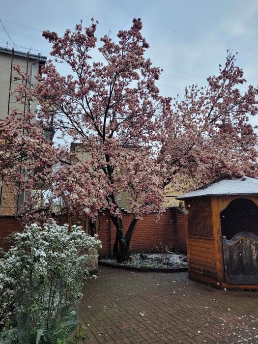 Оренда н/особняку в самому Центрі з гаражем,подвір'я,є все необхідне