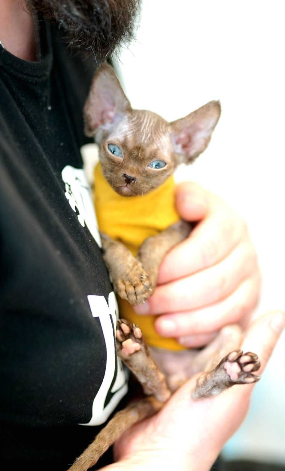 Gucio czekoladowy kocur Devon Rex