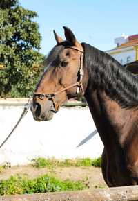 Cavalo Lusitano PSL (Cobrições)