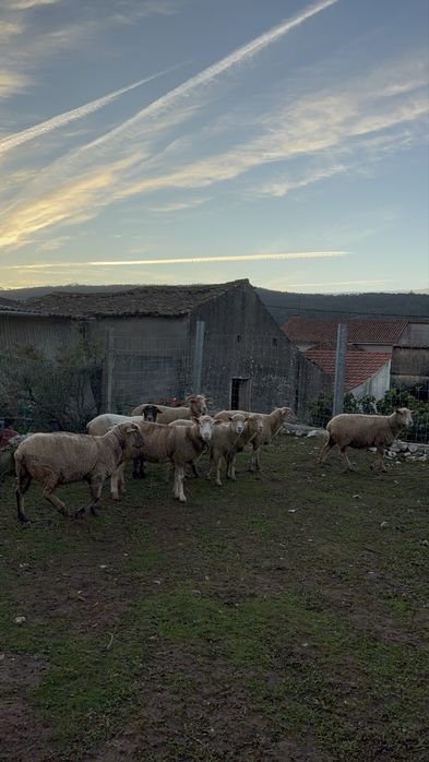 Vende-se 8 ovelhas