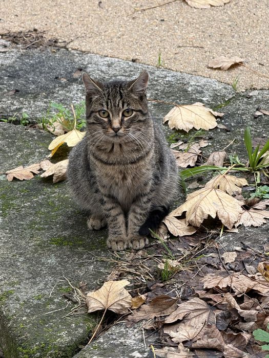 Gatinhos para adopçao responsavel
