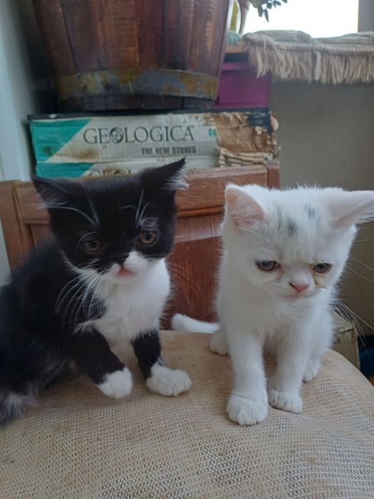 Котенята єкзоти хлопці.