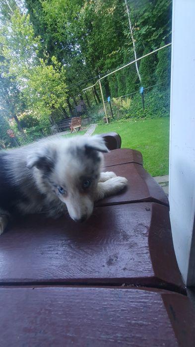 Szczeniak Border Collie