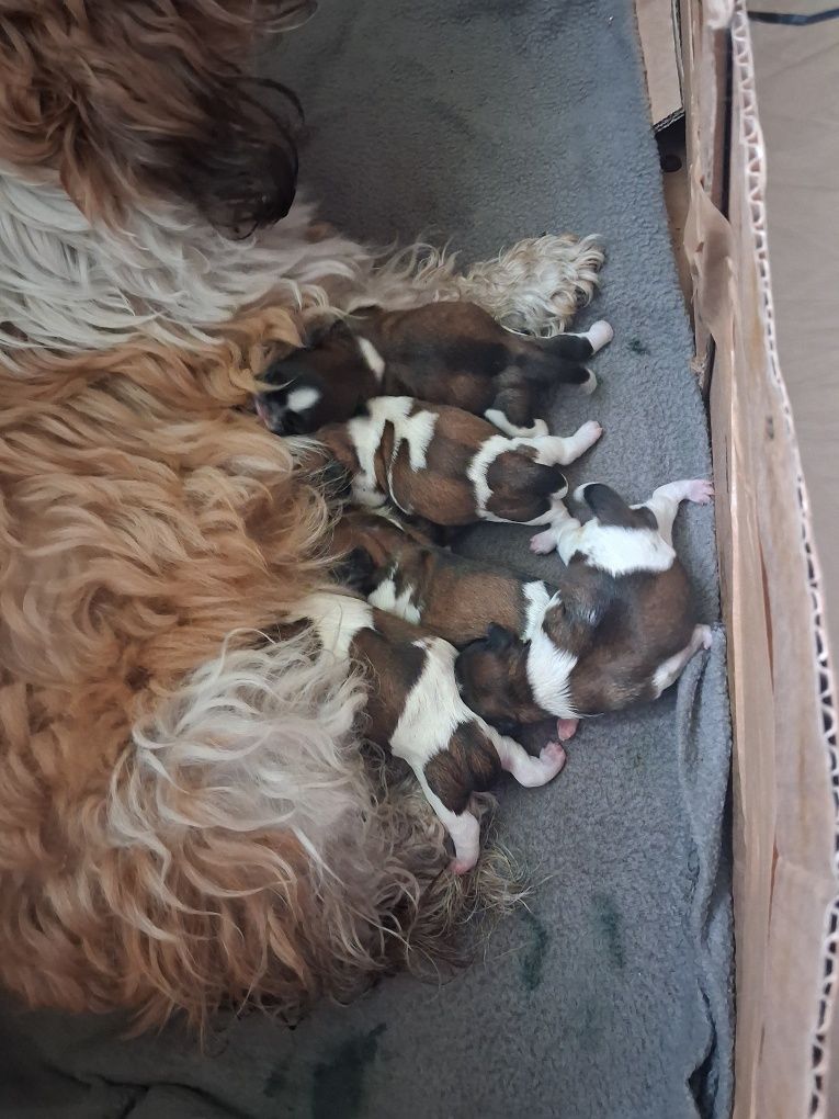 Shih tzu tricolor