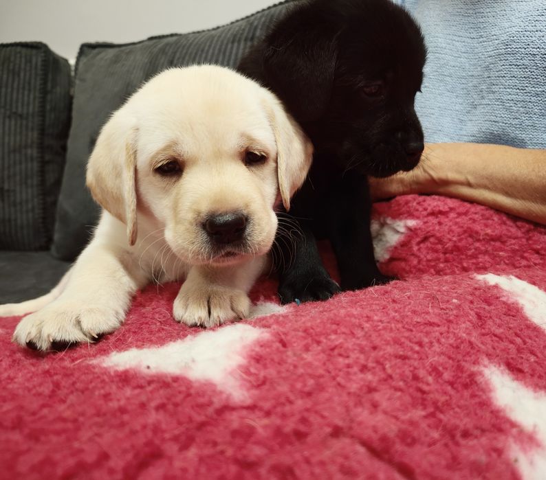 Labrador Retriever Piesek Związek Kynologiczny w