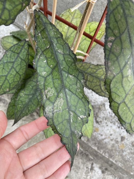 Клеменсіорум.