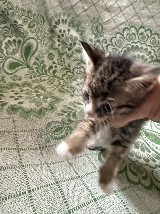 Полукровные котята + обычные