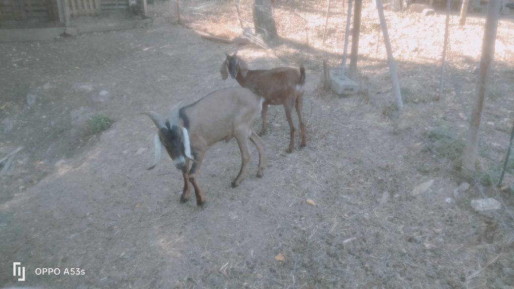 Cabras machos e fêmeas