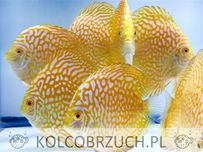 Paletka - Dyskowiec - YELLOW PIGEON BLOOD - Symphysodon discus - dowóz