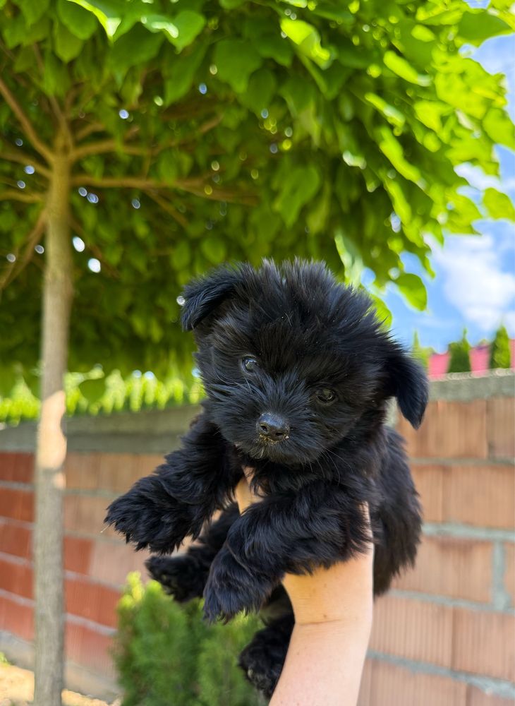 Czarny piesek ELVIS Yorkshire Terrier