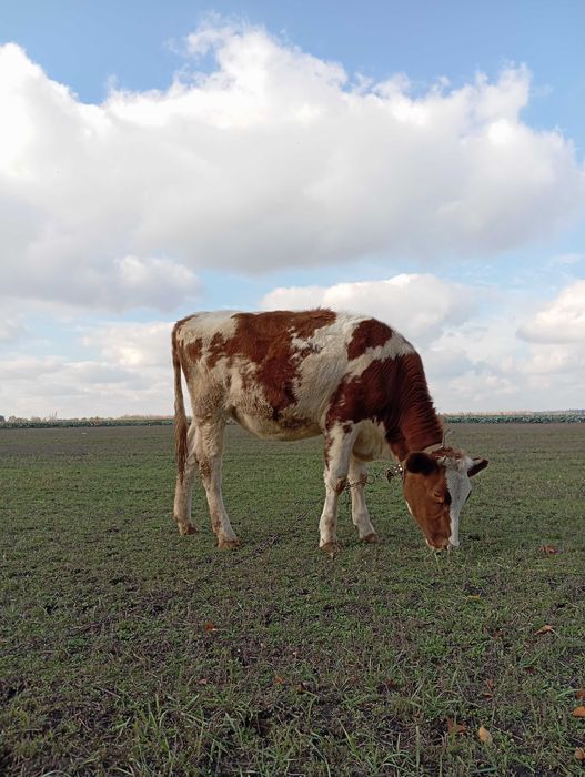 Продам теличку 300кг