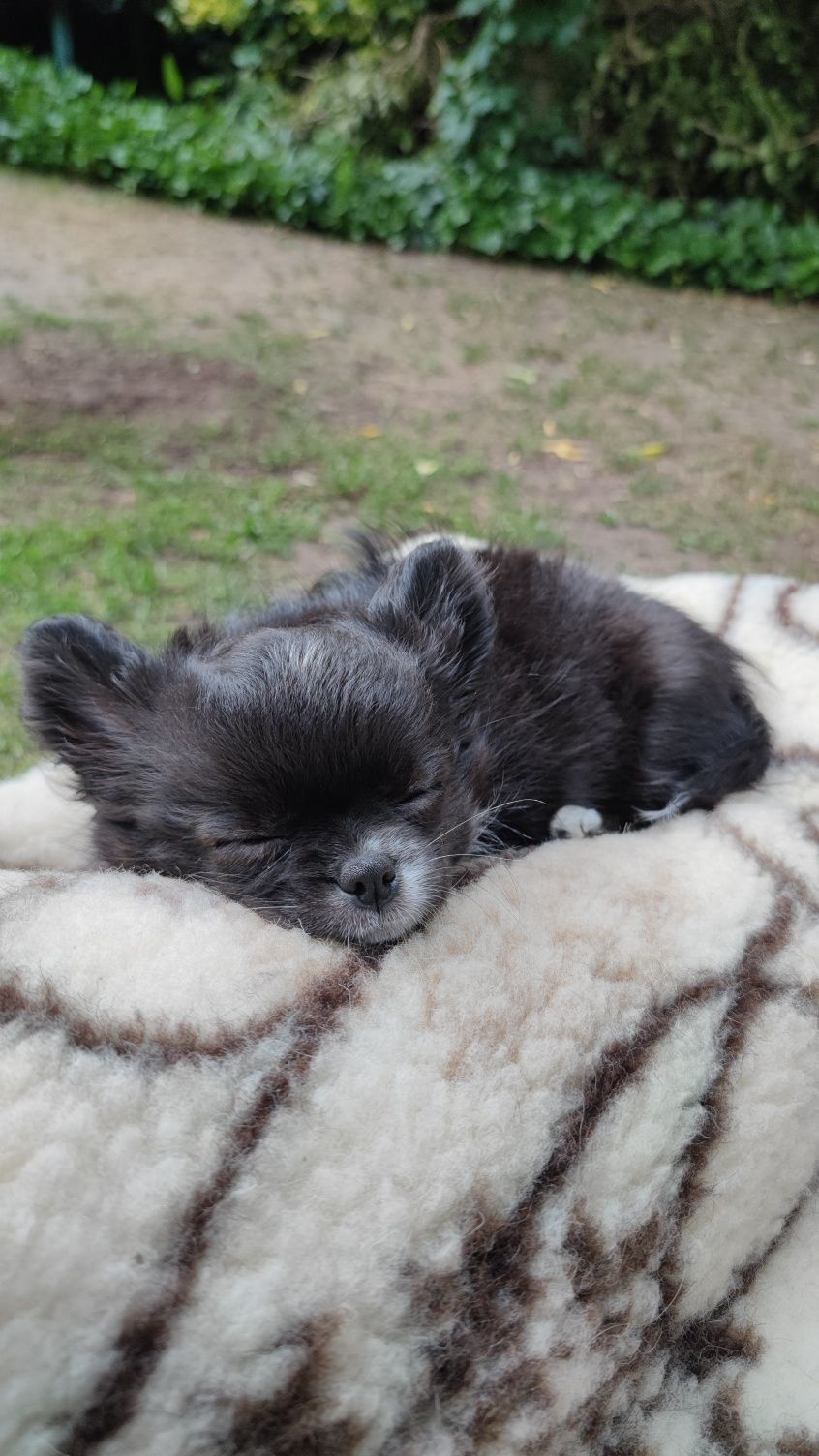 chihuahua długowłosa suczka FCI