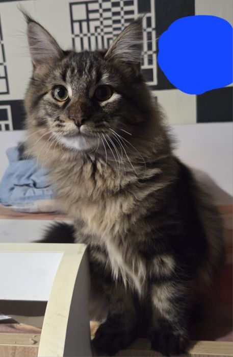 Maine coon kot i kotka 5 mies