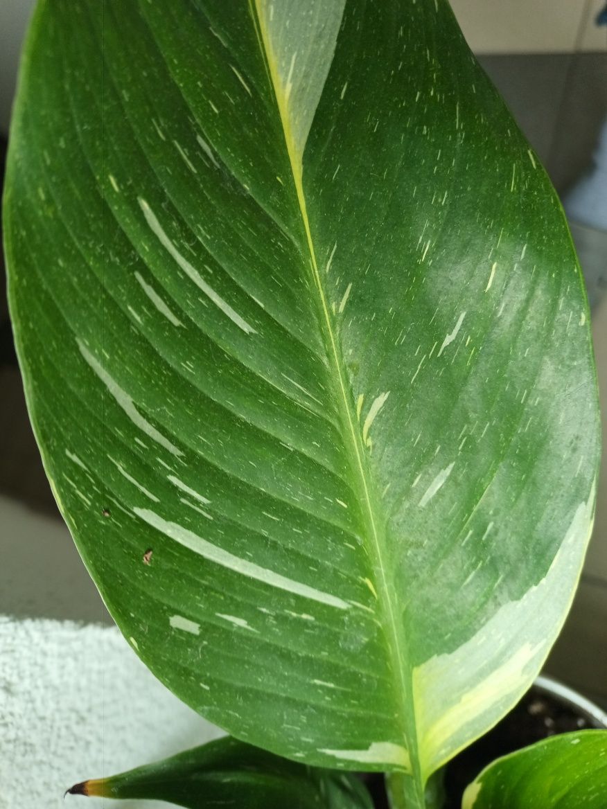Skrzydlokwiat VARIEGATA XL Spathiphyllum Diamond