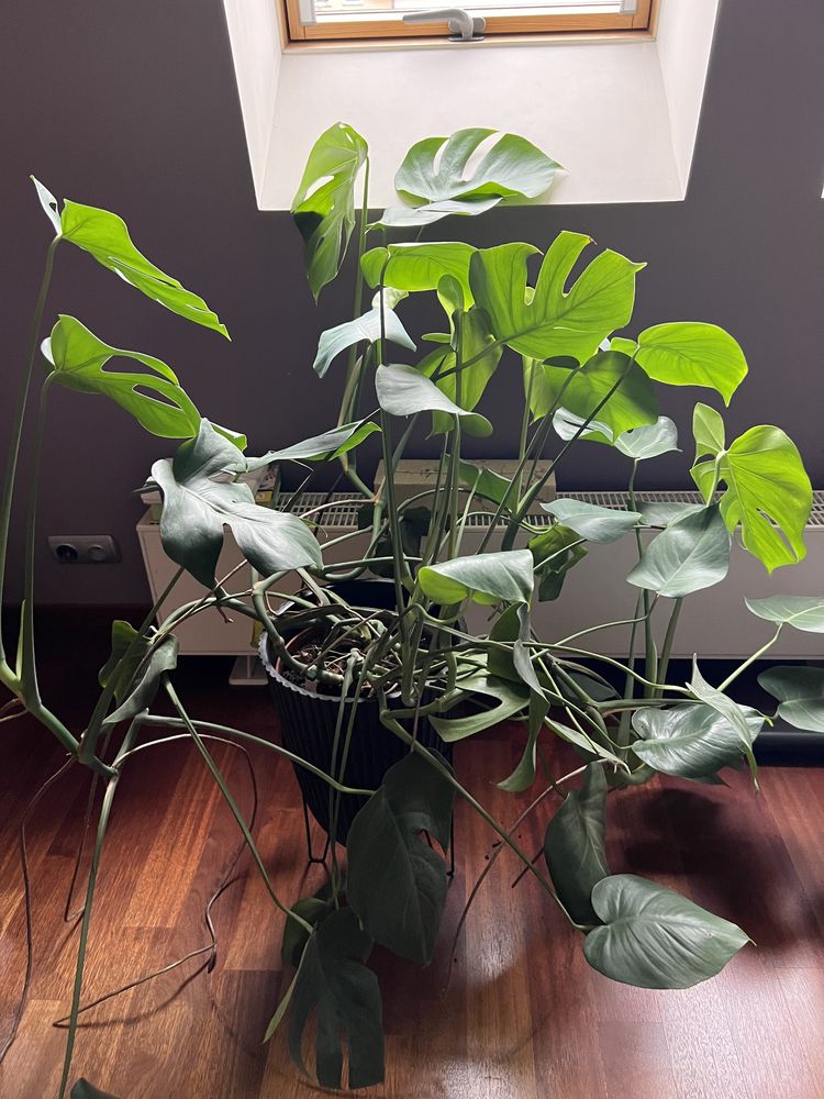 Monstera deliciousa duza 120 na 90