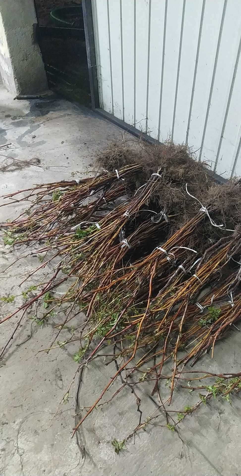 Sadzonki Maliny Jesiennej (deserowa angielska odmiana)