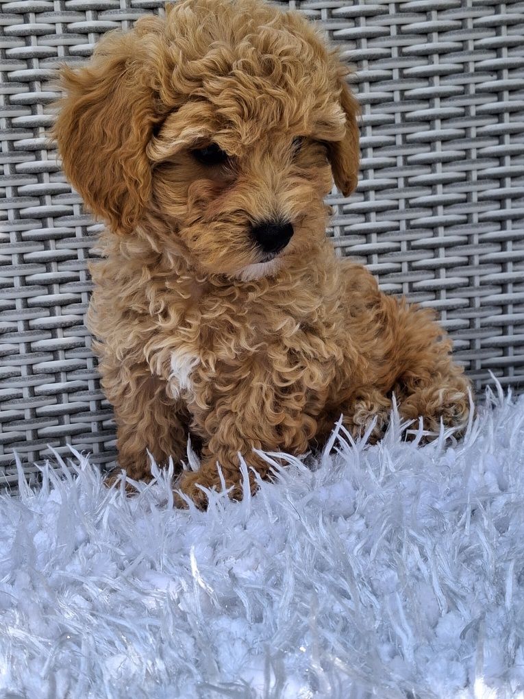 Śliczna suczka Maltipoo