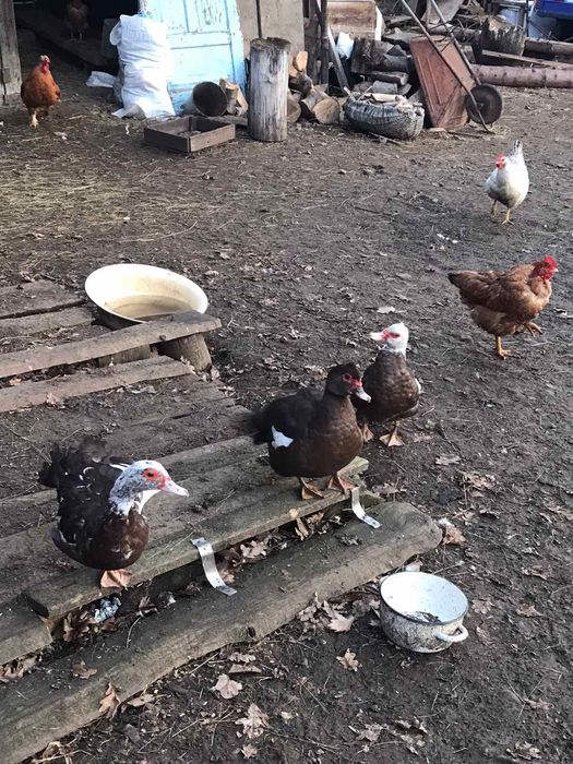 Продаються мускусна качка