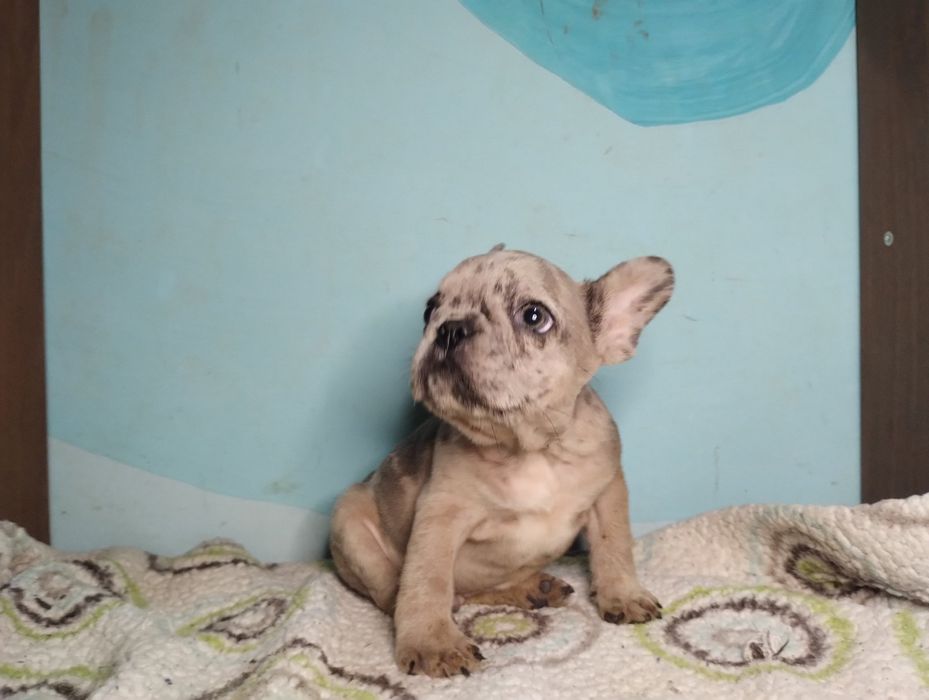 Хлопчики мерле .