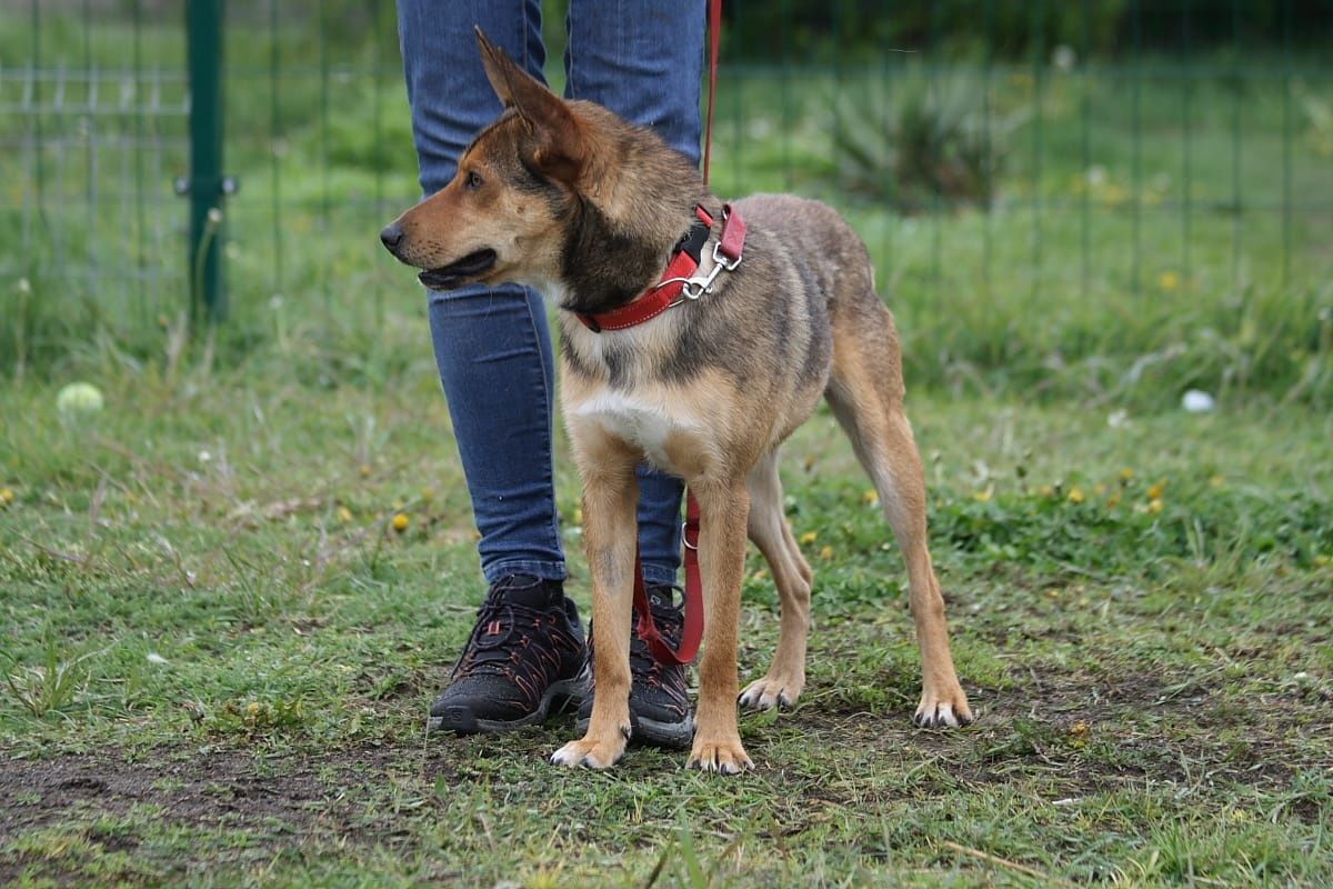 Cudny, młodziutki piesek do adopcji