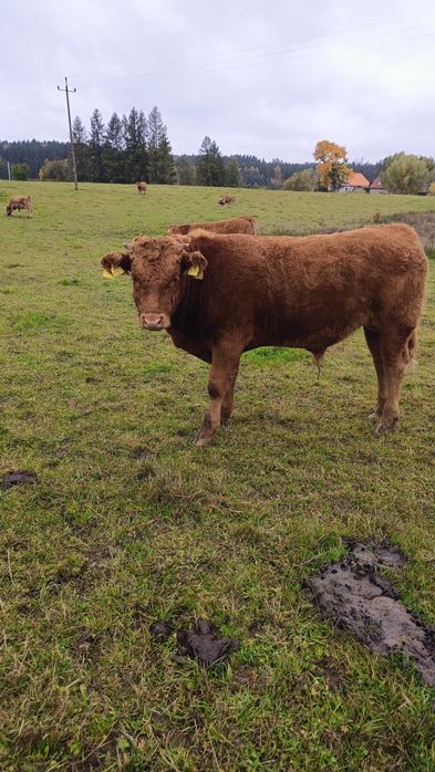 Sprzedam odsadki 16 szt