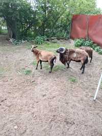 Baran kameruński, owca