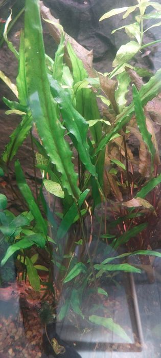 Cryptocoryne wendtii odmiana zielona