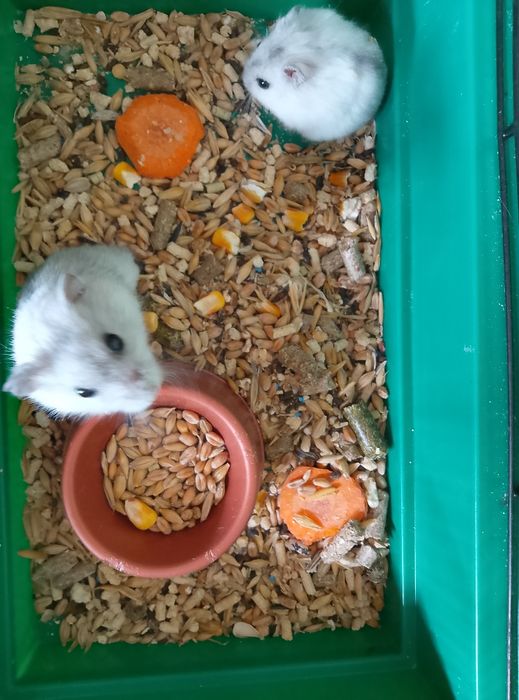 Джунгарский хомяк