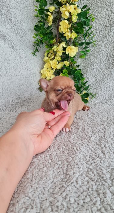 Excelente mini choco fawn Chihuahua/Chiuaua de Qualidade