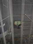 Ring Neck verde 2023