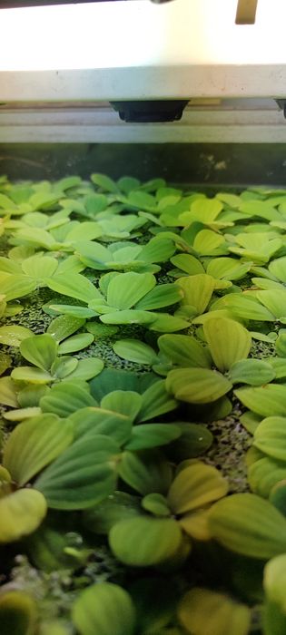 Planta de superfície para lagos/ aquários, Alface D'Água