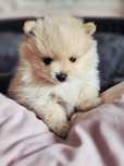 Szpic miniaturowy pomeranian po championie