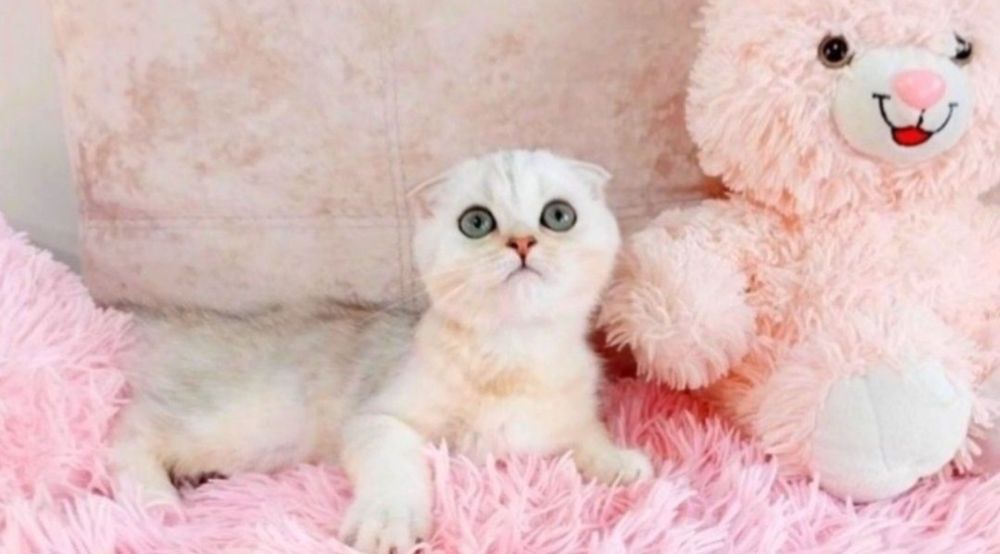 Надзвичайно ніжний і лагідний хлопчик шиншилка