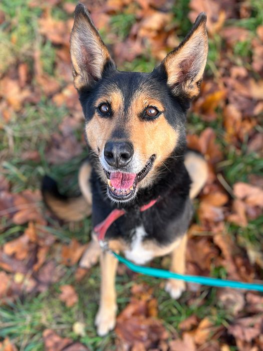 Kora przepiękna sunia szukająca kochającego domu