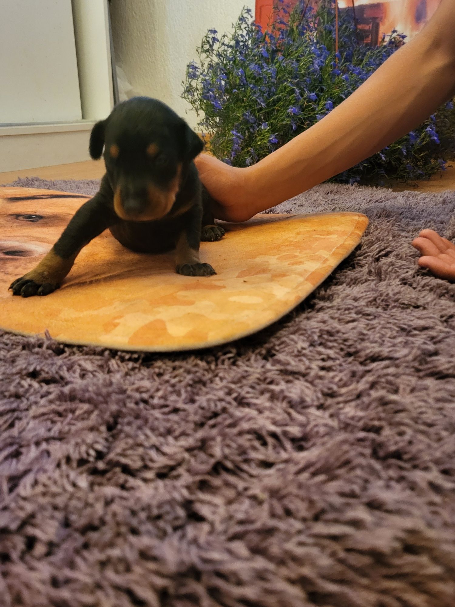 Doberman  szczeniak chłopczyk