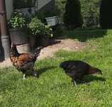 Para marans, brązowe  jajka